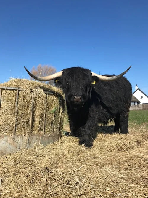 Black Highland cow with wide spreading horns eating hay beside a round feeder on a sunny day, white farmhouse in background.