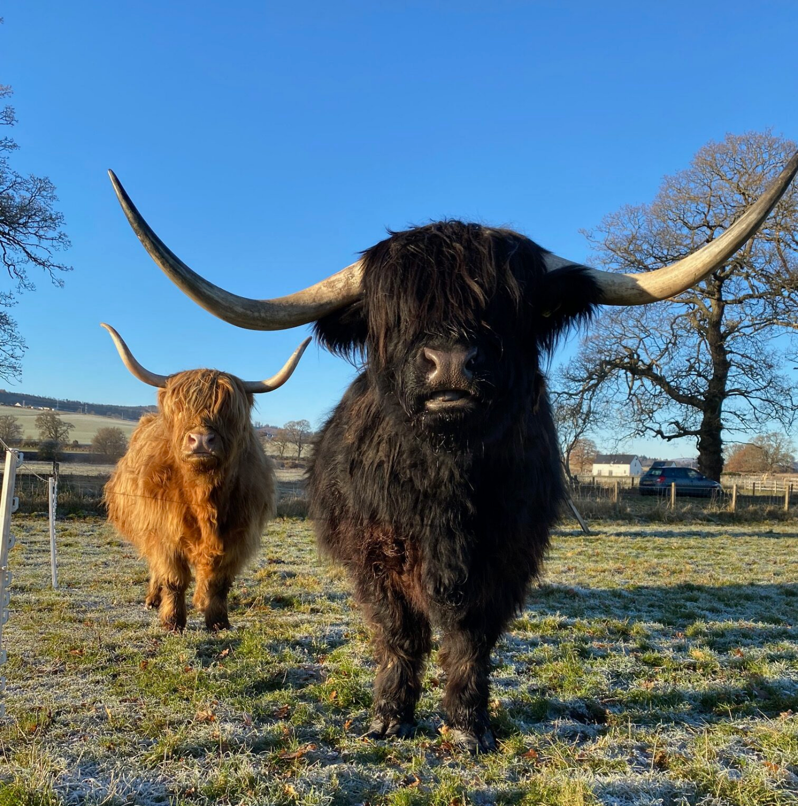 Black Highland cow with wide horns facing the camera, ginger Highland cow behind, both standing on a frosty Beauly pasture under a clear winter sky.