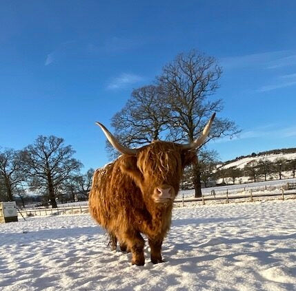 Ginger Highland cow standing in a snowy paddock under a bright blue winter sky near Robertson’s Farm Shop.