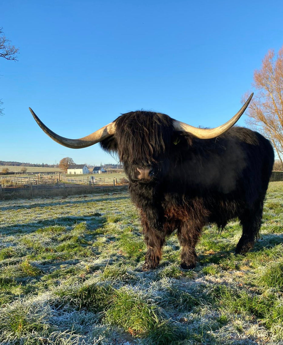 Black Highland cow with sweeping horns standing on a frosty pasture beside Robertson’s Farm Shop on a clear winter morning.